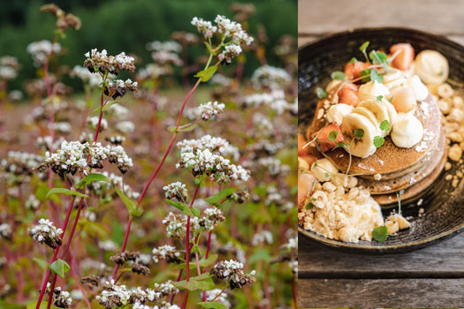 A flowering buckwheat plant with inset showing a plate of buckwheat pancakes topped with fruit