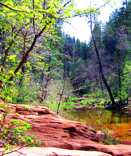 Red rocks, forest, creek, and wildflowers on the West Fork of Oak Creek Trail in Coconino National Forest just south of Flagstaff, Arizona